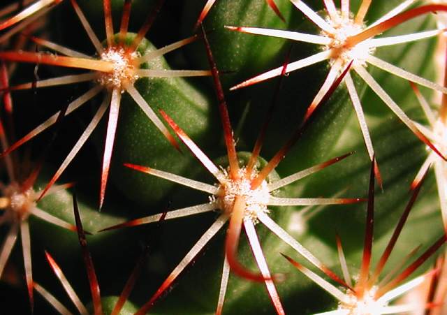 Mammillaria capensis (2).jpg